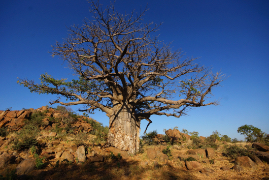 baobab in Botswana