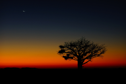 Baobab at sunset in Botswana