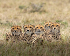 Cheetas in the grass in Kenya