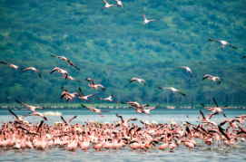 pink flamingoes in Kenya