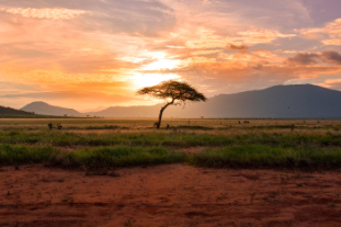 Acacia at sunset in Kenya