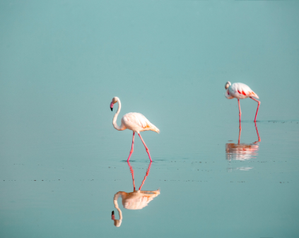 two flamingoes walking in the lake in Kenya