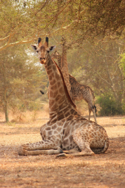 giraffe sitting