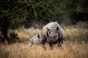 Rhino mother andclaf