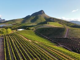 winery in Stellenbosh