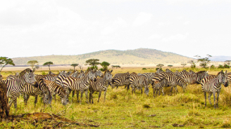 zebras standing with hills in the background