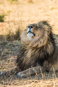 male lion laying down