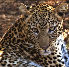 female leopard near Zambezi River