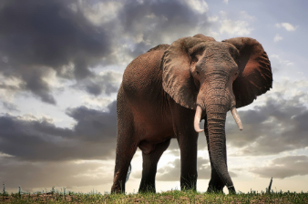 elephant with dark clouds in the background