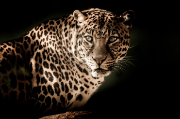 leopard with black background
