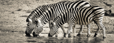 zebras drinking water in the bush